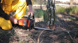 Best Tree Trimming and Pruning  in Waite Park, MN