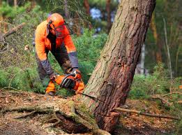 Best Root Management and Removal  in Waite Park, MN