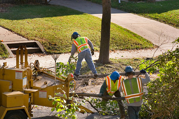 Best Arborist Consultation Services  in Waite Park, MN