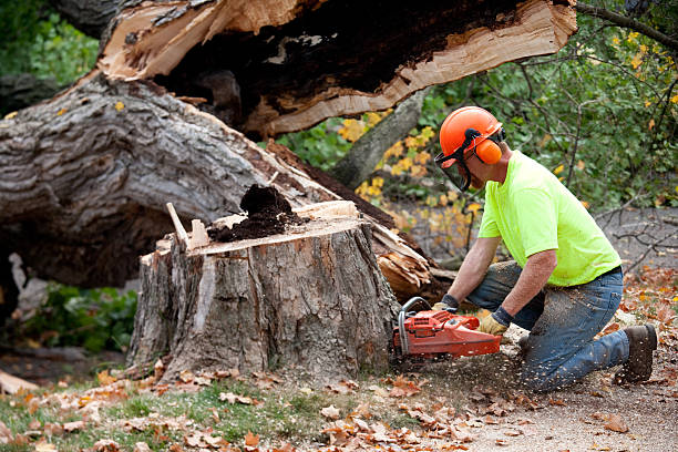 Best Tree Risk Assessment  in Waite Park, MN