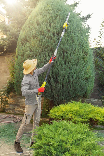 Best Tree Maintenance Programs  in Waite Park, MN