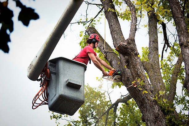 Best Tree and Shrub Care  in Waite Park, MN