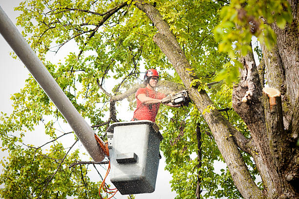 Best Commercial Tree Services  in Waite Park, MN